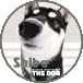 HUSKY DOG