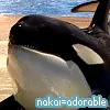 Nakai Orca