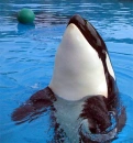 Ikaika at MarineLand