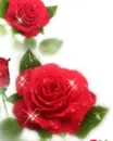 cute kawaii red rose flower