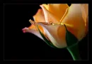 beauty