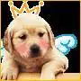 puppy 3