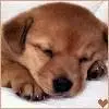 puppy 4