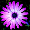 PURPLE!