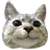 cute kitty