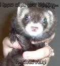 Ferret