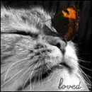 Cat and Butterfly