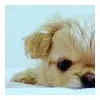 Sweet Puppy