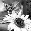 Girl w/ Sunflower