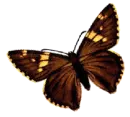 butterfly