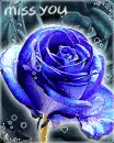 cute kawaii miss you blue rose