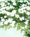 cute kawaii white flowers