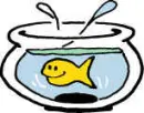 Ziggy's fish Goldie