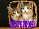 Best Buddies