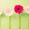 Pretty Flowers