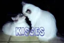 Kisses