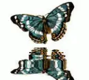 butterfly
