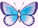 blue & purple butterfly