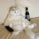 FAT Cat