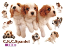 cute kawaii the dog collection