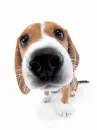 cute kawaii the dog collection