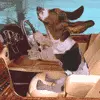 driving dog