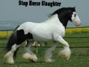 Stop Horse Slaughter