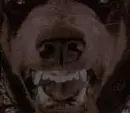 Doberman
