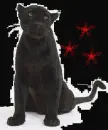 black panther