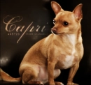 Capri the chihuahua! 