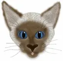 Siamese Cat