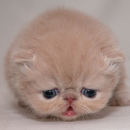 Big faced kitten