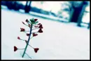 heart tree