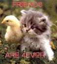 Friends 4 ever