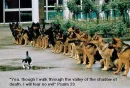 One brave kitty.