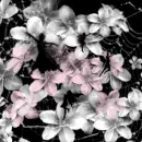 pixies and flowers