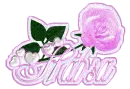 PINK ROSE