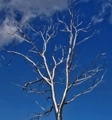 Silver tree