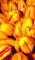 Beautiful tulips