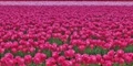 pink tulips