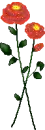 red roses