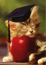 cats love
