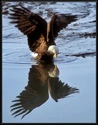 Eagle Reflection