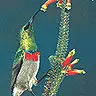 Hummingbird