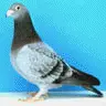 Pigeon