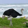 Ostrich