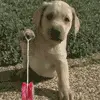 Puppy