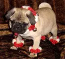 Christmas pug
