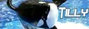 Tillikum