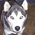 husky